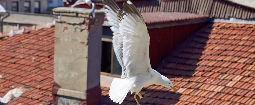 Residential Chimney Animal Removal Solution in El Segundo, CA